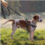 Dog leash dog chain than teddy bear chest straps small dogs collar dog noctilucent rope pet products